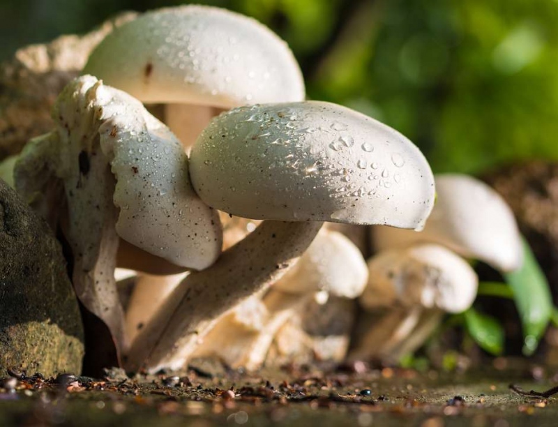 蘑菇是酸性的还是碱性蘑菇发酵后是酸性还是碱性