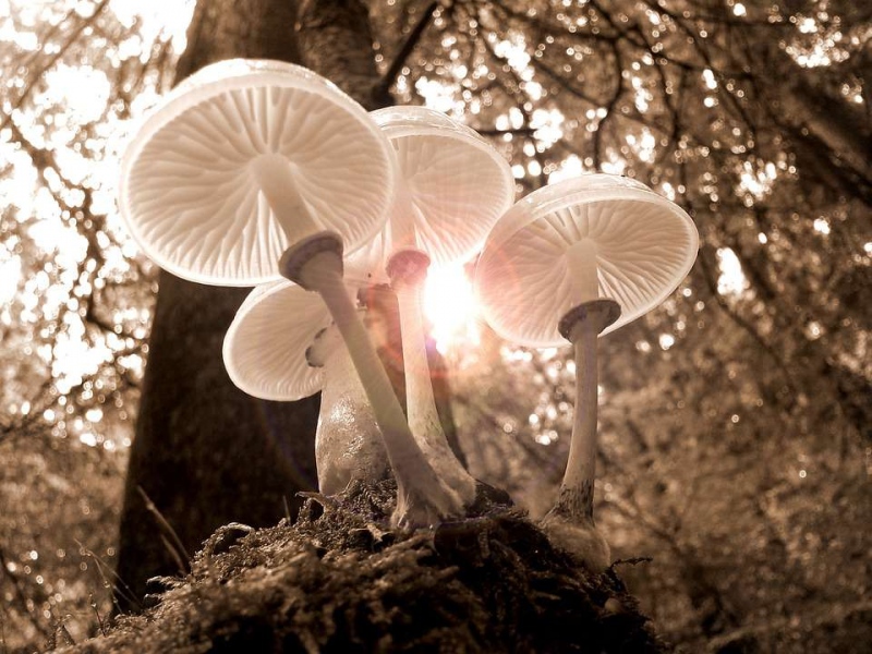 云南发现野生蘑菇王野生蘑菇有什么奇效
